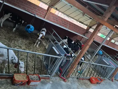 K&auml;lberstall Anbau aus 2023