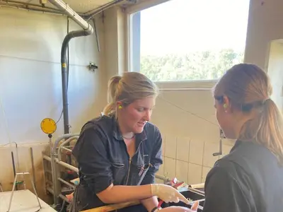 Arbeit im Sauenstall