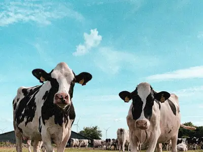 Milchk&uuml;he auf der Weide