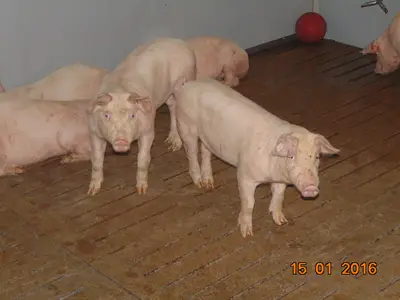 Johannes W&uuml;stemann