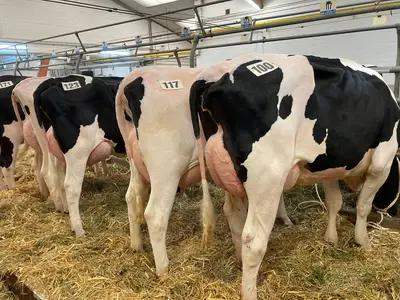 Zuchtrinderauktion Verden