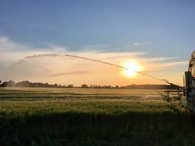 Beregnung in den Abendstunden