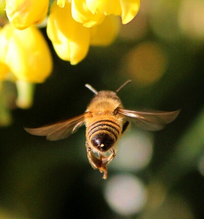Bienenflug