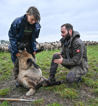 Tierwirt*in Schafhaltung