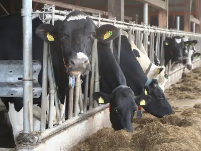 K&uuml;he am Futtertisch