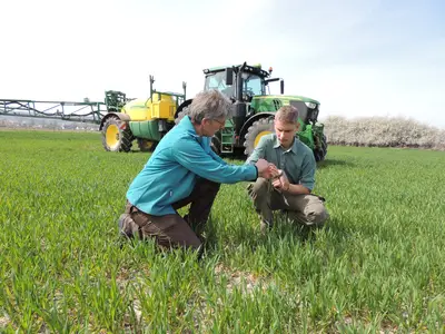 Entwicklungskontrolle bei Weizen
