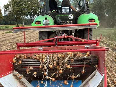 Zwiebel Schwad legen