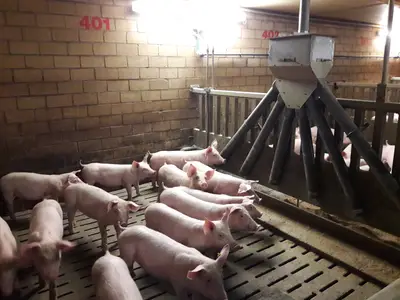 Schweine