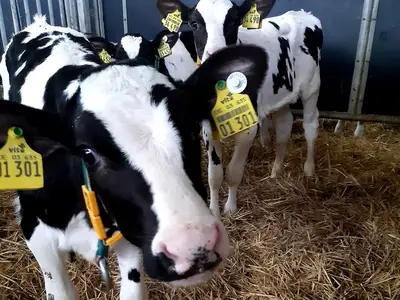 Gl&uuml;ckliche K&auml;lber