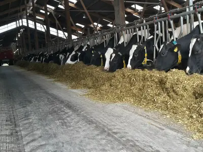 Futtertisch