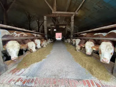 Bullenmast auf einem Pachtbetrieb