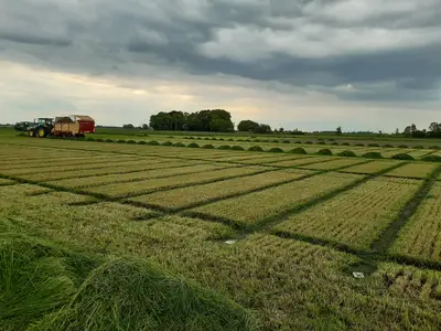 Abfuhr Gr&uuml;nschnitt