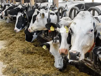 Kühe bei der Arbeit