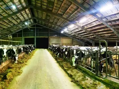 Kontrolle der Tiergesundheit im Stall