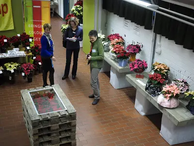 Weihnachtssternseminar mit floristischen Highlights