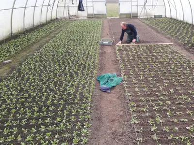 Foliengew&auml;chshaus