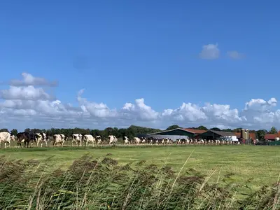 Unsere Kuhherde auf dem Heimweg.