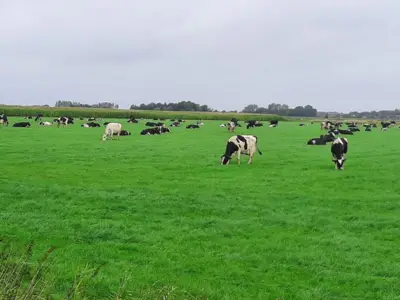 Weidehaltung Milchk&uuml;he