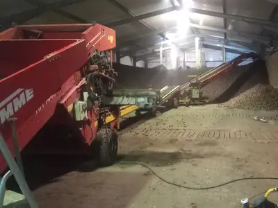 Kartoffeln einlagern