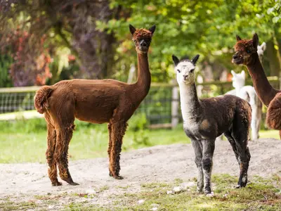 Alpakas