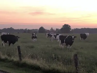 Sommer auf der Weide