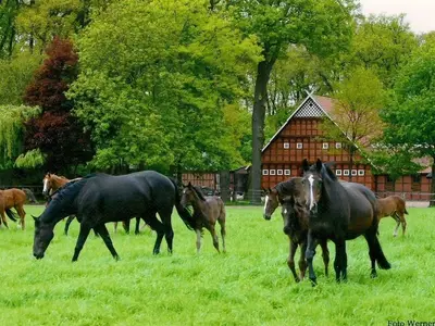 Herde auf dem Esch vorm Hof