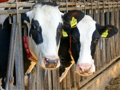 Milchkühe versorgen