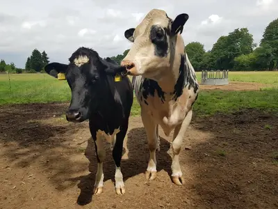 Ausbildungszweig "Tier"