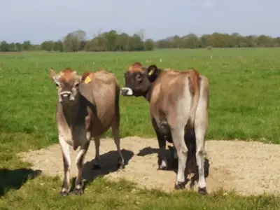 unsere beiden Jerseys h&auml;ngen immer zu zweit herum :)