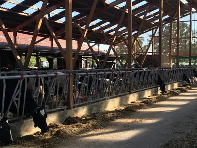 Milchk&uuml;he versorgen