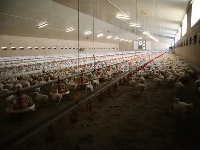 Im H&auml;hnchenstall