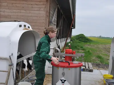 K&auml;lber f&uuml;ttern