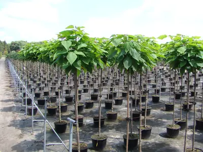 Containerfl&auml;che (Pflanzen in T&ouml;pfen)