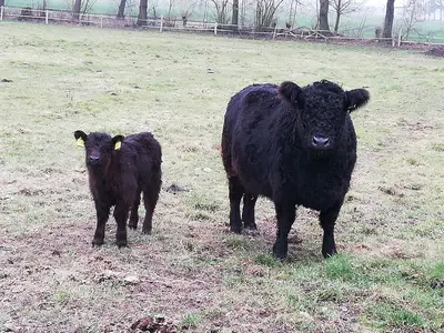 Tierkontrolle: Geht es den Mutterk&uuml;hen gut?