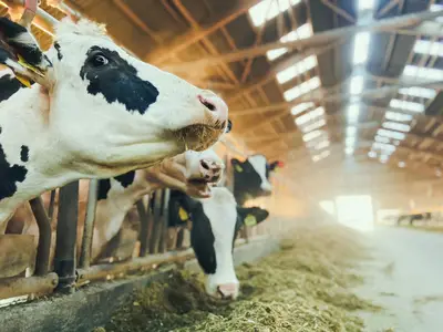 Brokering Milch KG