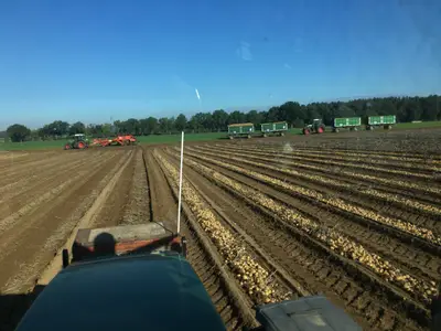 Kartoffelernte