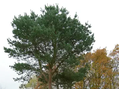 Wir k&ouml;nnen auch gro&szlig;e B&auml;ume produzieren!