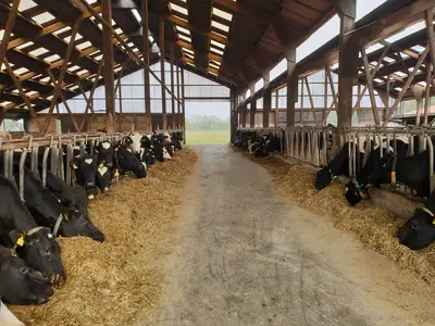 Futtertisch Jungvieh und K&uuml;he