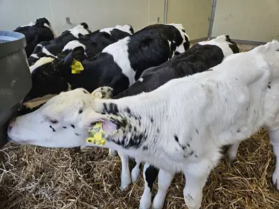 K&auml;lbertr&auml;nken