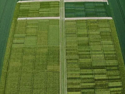 Luftbild vom Getreideversuchsfeld