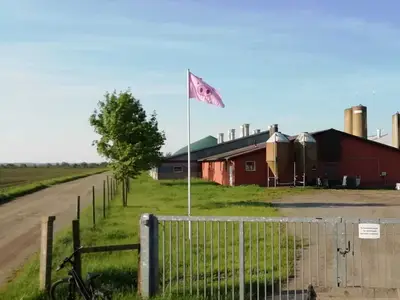 Sauen- & Ferkelstall