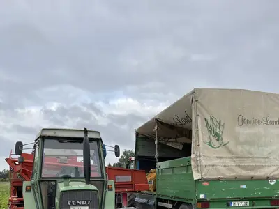 Roden der ersten Fr&uuml;hkartoffeln