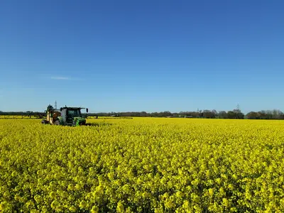 Vollbl&uuml;tespritzung im Raps