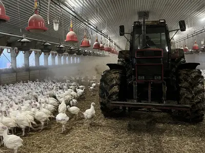 Putenstall einstreuen