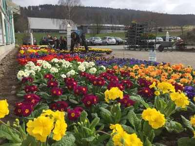 Bepflanzung mit Frühjahrsblühern - Primeln