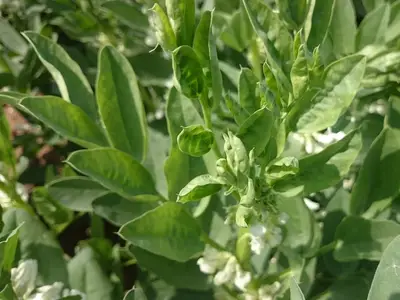 Ackerbohnen, Proteine von hier!