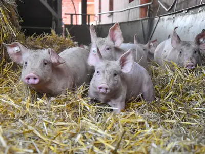 L&auml;ufer im Stroh 2