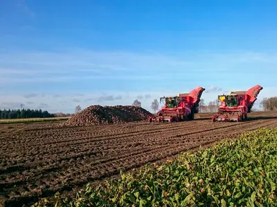Zuckerrübenanbau