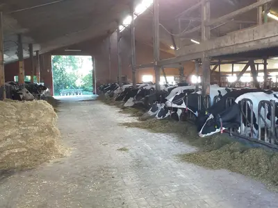 Futterzeit im Kuhstall