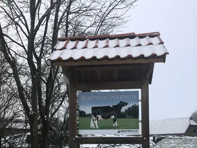 Staffhorst Holsteins